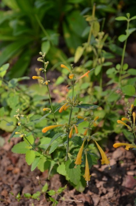 Agastache aurantiaca 'Sunset Yellow'